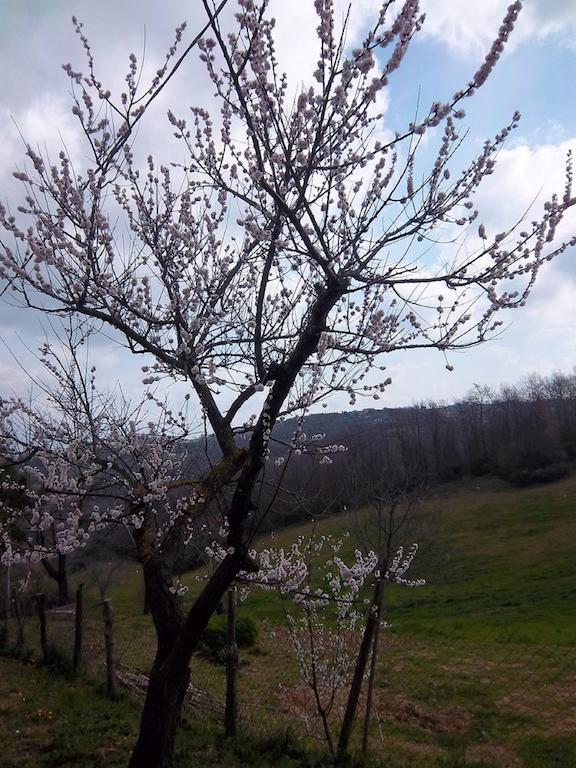 Agriturismo Norianino 몬테메라노 외부 사진